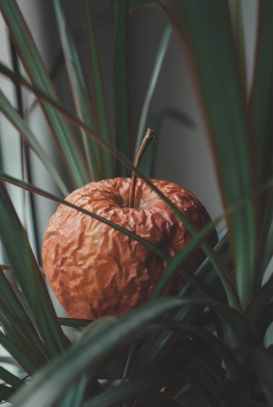 selective focus photo of brown fruit